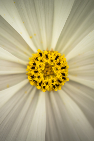 Cosmos, pollen, flowers, closeup, 240x320 wallpaper