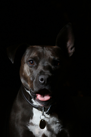 Dog, muzzle, animal, portrait, 240x320 wallpaper