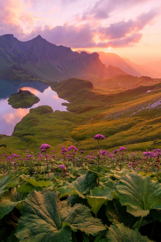 Mountains, lake, valley, pink flowers, valley, blossom, 240x320 wallpaper