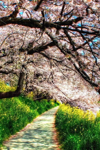 Garden, pathway, trees, blossom, 240x320 wallpaper