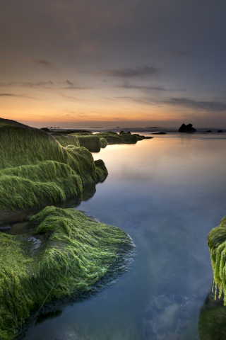 Coast, rocks, moss, nature, sunset, 240x320 wallpaper