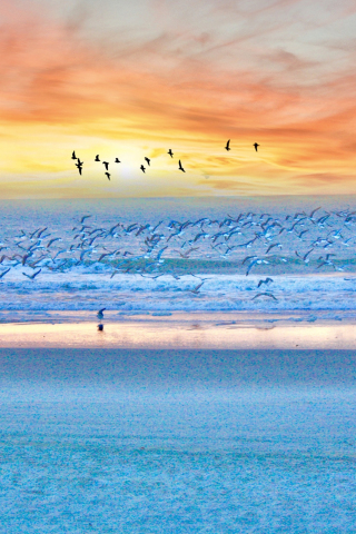 Seagulls, birds, beach, sunset, sea, 240x320 wallpaper