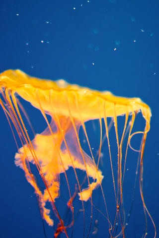 Jellyfish, aquarium, yellow, underwater, 240x320 wallpaper