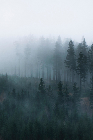Mist, sunrise, forest, 240x320 wallpaper
