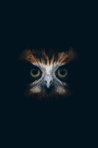 Download wallpaper 240x320 muzzle, owl, old mobile, cell phone, smartphone,  240x320 hd image background, 22404