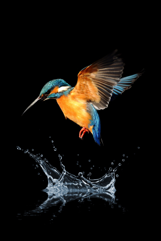 Blue tailed, hummingbird, water splash, 240x320 wallpaper