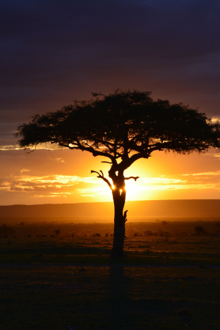 Tree, sunset, landscape, africa, 240x320 wallpaper