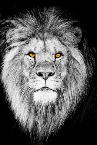 Monochrome, the beast, lion, muzzle, 240x320 wallpaper