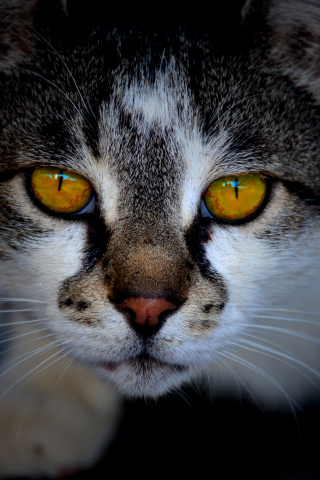 Yellow eyes, fur, muzzle, feline, cat, 240x320 wallpaper