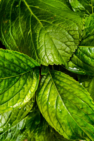Flora, green leaves, close up, 240x320 wallpaper
