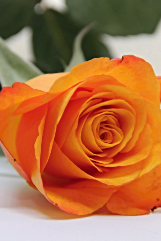 Orange rose, bud, flower, 240x320 wallpaper