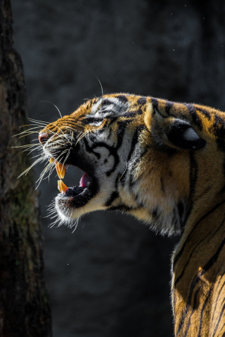 Tiger, roar, wild animal, 240x320 wallpaper
