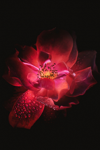 Red flower, digital art, portrait, 240x320 wallpaper
