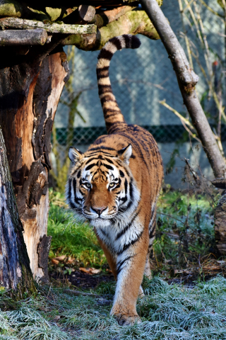 Tiger, predator, looking straight, zoo, 240x320 wallpaper