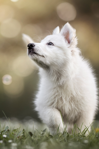 Cute white fluffy puppy, playing, animal, 240x320 wallpaper