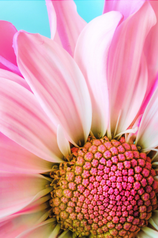 Close up, pink daisy, bloom, 240x320 wallpaper