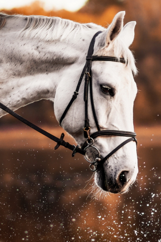 Download wallpaper 240x320 white horse, animal, portrait, muzzle, old mobile,  cell phone, smartphone, 240x320 hd image background, 372