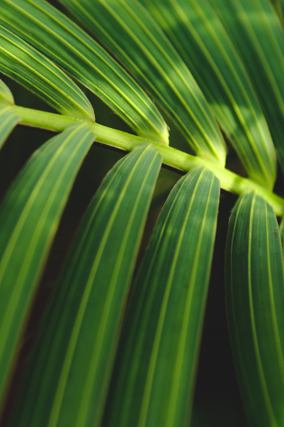Leaf, fresh and green, close up, 240x320 wallpaper