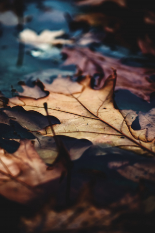 Close up, dry leaf, autumn, 240x320 wallpaper
