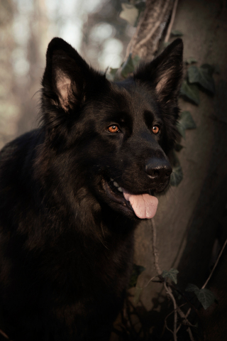 German shepherd, dog, pet animal, black, 240x320 wallpaper