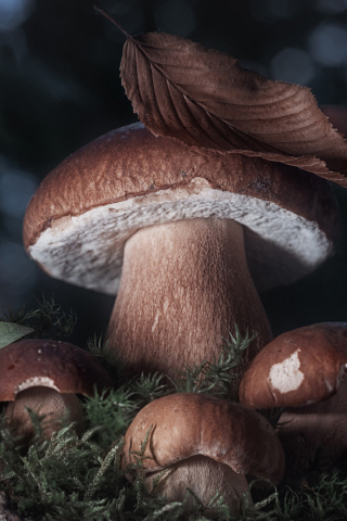 Adorable, mushroom and leaves, close up, 240x320 wallpaper