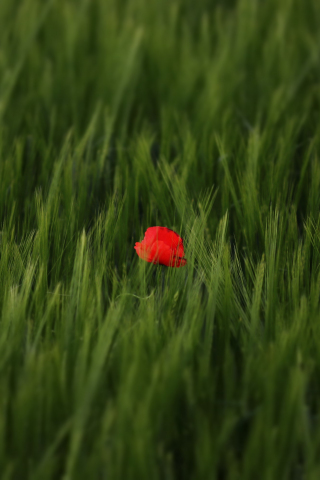 Red poppy, flower, grass lands, nature, 240x320 wallpaper