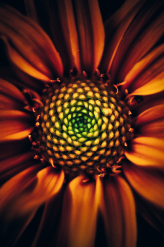 Sunflower, bloom, close up , 320x480 wallpaper