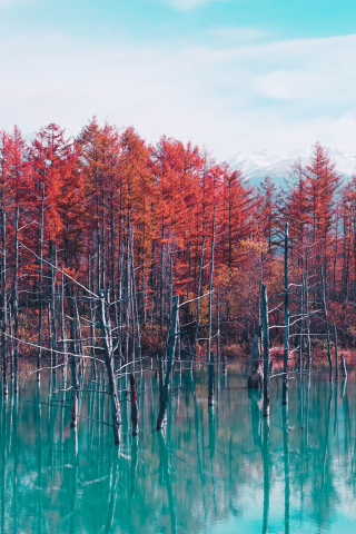 Lake, trees, autumn, nature, 240x320 wallpaper