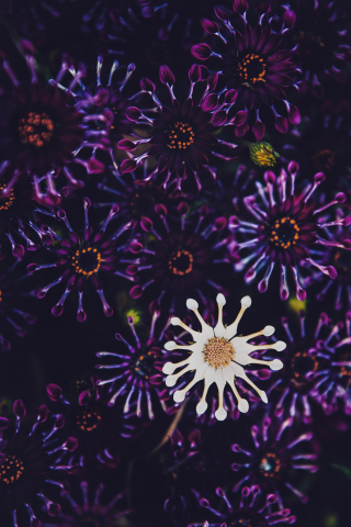 Violet and white flowers, close up, 240x320 wallpaper