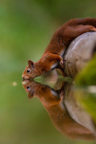 Reflections, water drinking, squirrel, 240x320 wallpaper