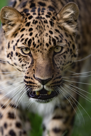 Leopard, curious, animal, predator, wild, 240x320 wallpaper