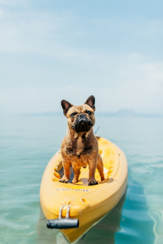 Float, confident, dog, 240x320 wallpaper