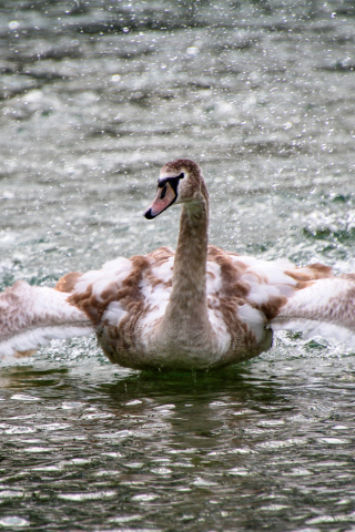 Swan, bird, lake, flight, 240x320 wallpaper