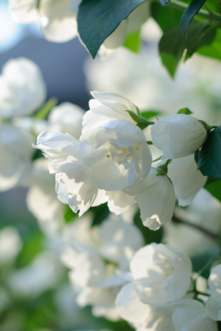 Blossom, white flowers, spring, 240x320 wallpaper