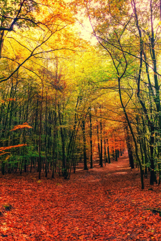 Autumn, leaves, fall, tree, forest, nature, 240x320 wallpaper