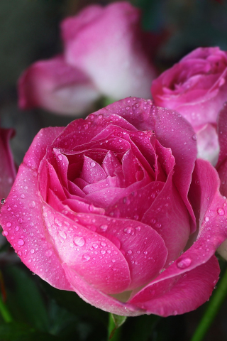 Drops, pink, close up, bloom, roses, 240x320 wallpaper