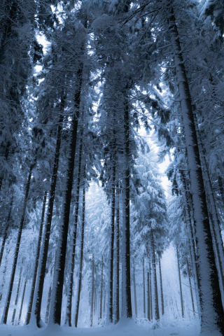 Trees, forest, winter, 240x320 wallpaper