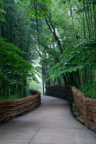 Bamboo, trees, road, fence, 240x320 wallpaper