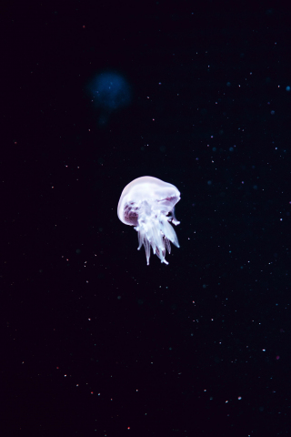 Minimal, white jellyfish, 240x320 wallpaper