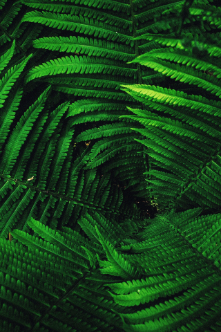 Fern's leaves, tree branches, green, 240x320 wallpaper