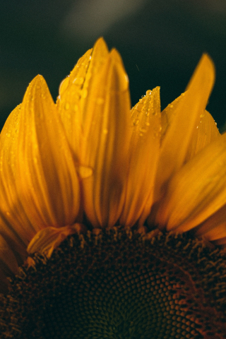 Close up, petals, sunflower, 240x320 wallpaper