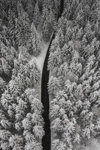 Aerial view, forest, pine tree, winter, white, 240x320 wallpaper