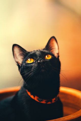 Cute, feline, yellow eyes, cat, black, 240x320 wallpaper