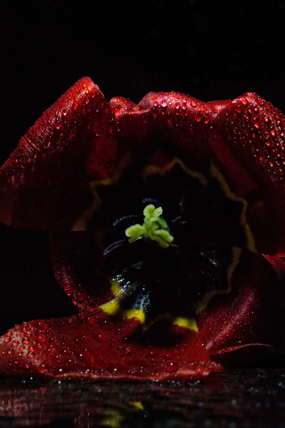 Tulip flower, bud, close up, 240x320 wallpaper