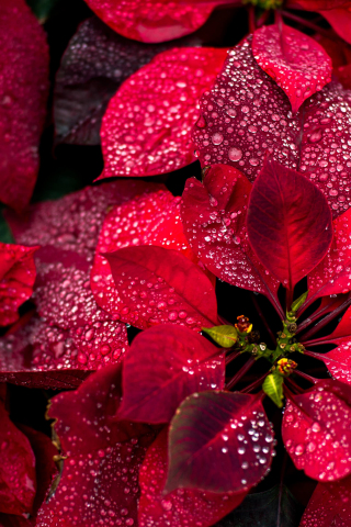 Colorful red leaves, nature, plant, close up, 320x480 wallpaper