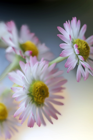 Flower, Gerbera, light pink, 240x320 wallpaper