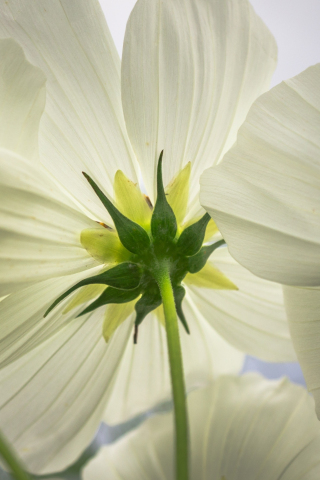 Cosmos, white flowers, close up, spring, 240x320 wallpaper