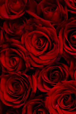 Dark, red roses, decorative, 240x320 wallpaper