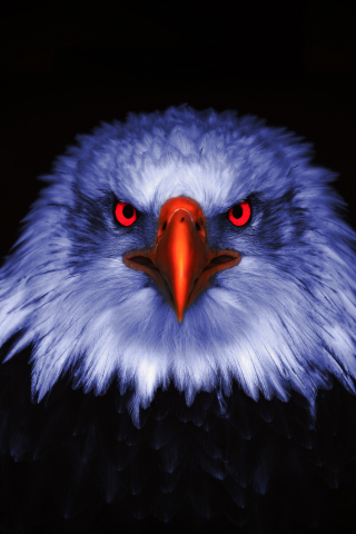 Eagle, Raptor, red eyes, close up, 240x320 wallpaper