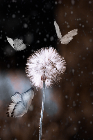 Bokeh, dandelion and butterfly, blur, 240x320 wallpaper